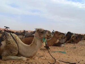 8-day imperial cities and desert tour from Casablanca