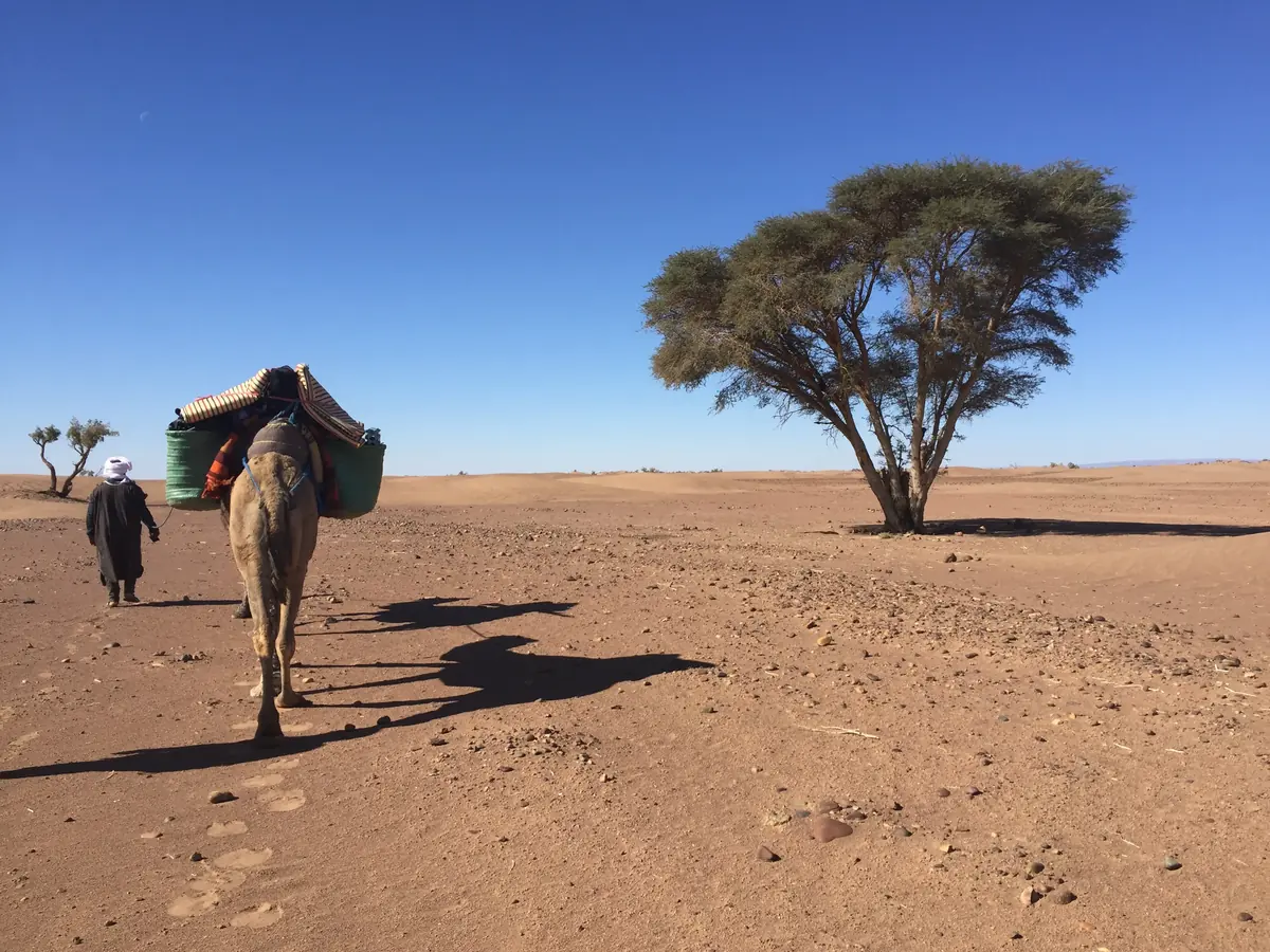 Camellero con un dromedario cargado caminando hacia una acacia en el desierto