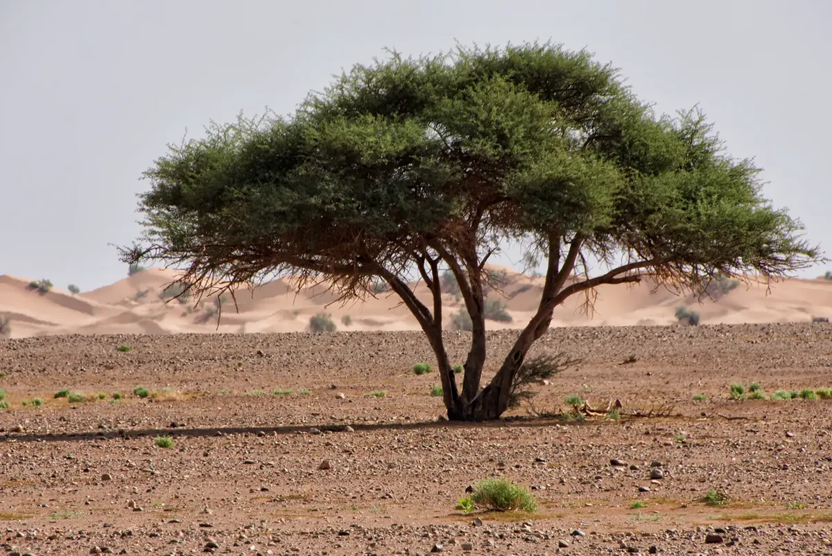 Acacia à cime plate sur un reg caillouteux devant des dunes au Maroc