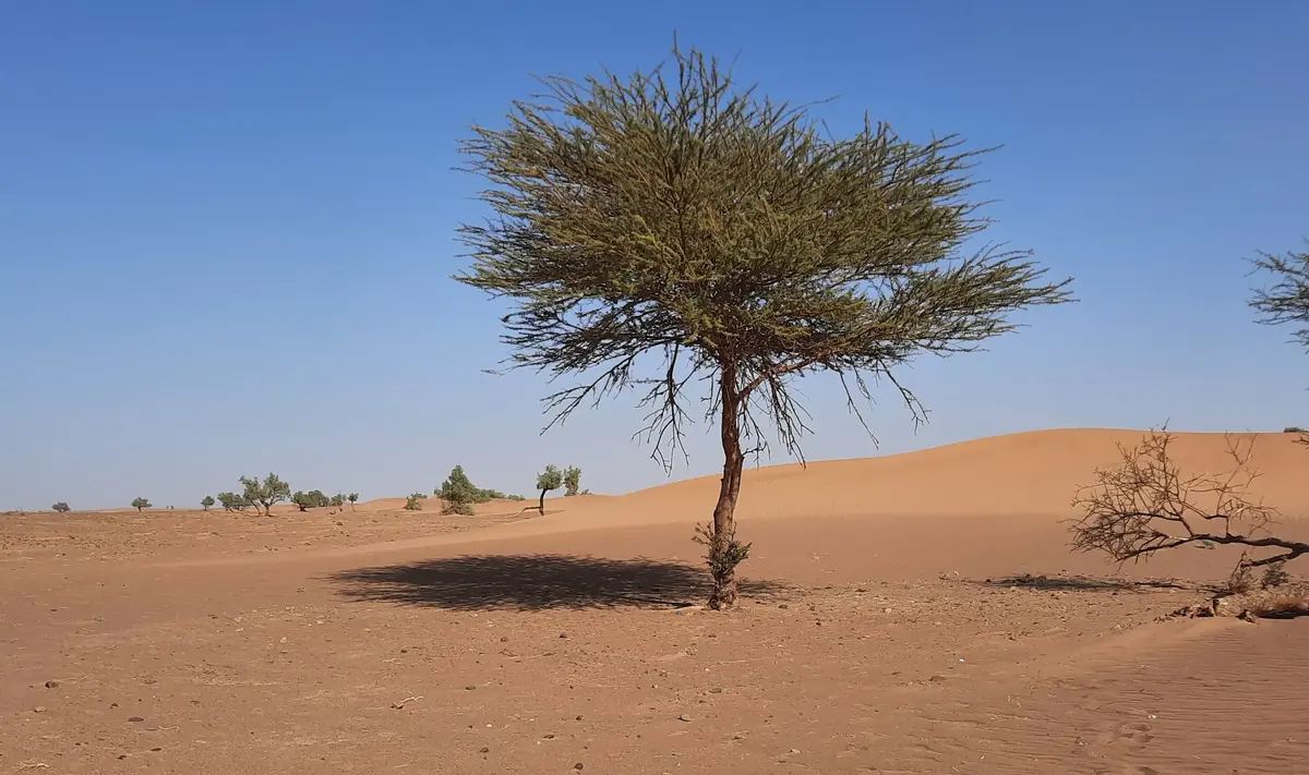 Acacia tree growing at the foot of sand dunes in Morocco