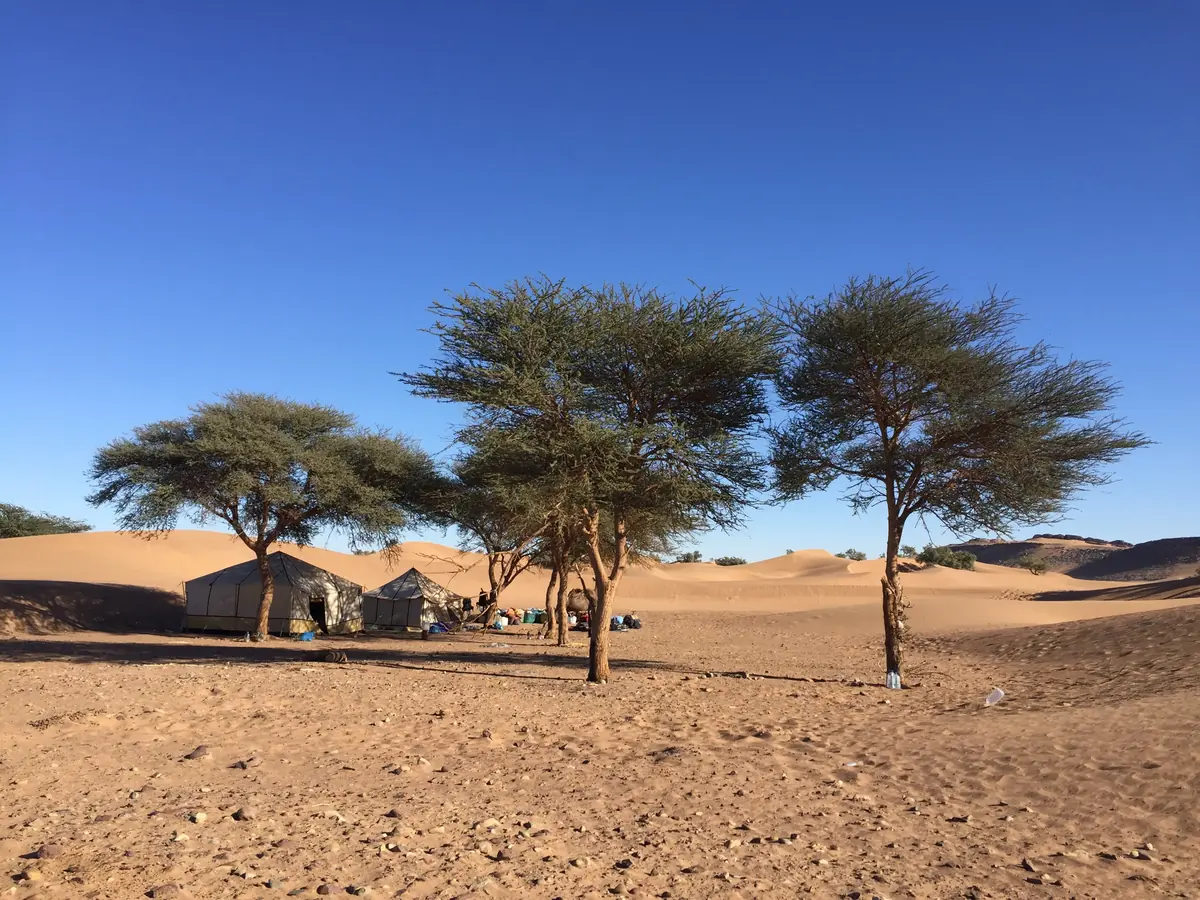 Acacias de copa plana junto a un campamento en el desierto de Marruecos