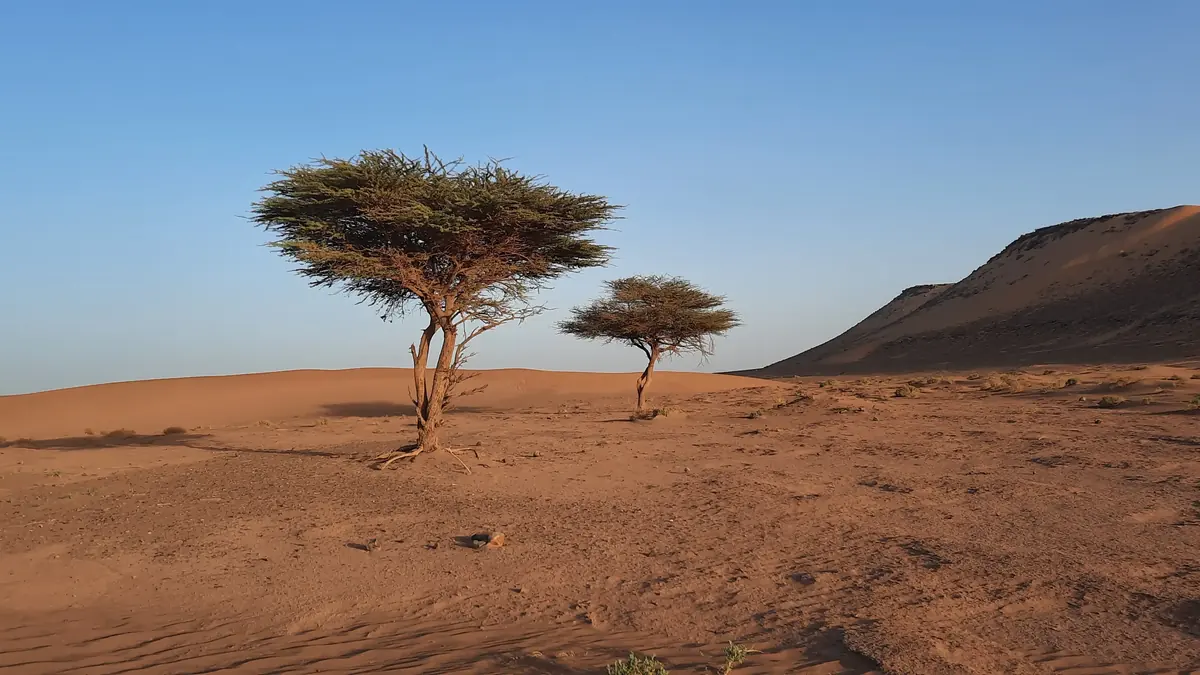 Deux acacias dans une plaine désertique au pied d'une colline au Maroc