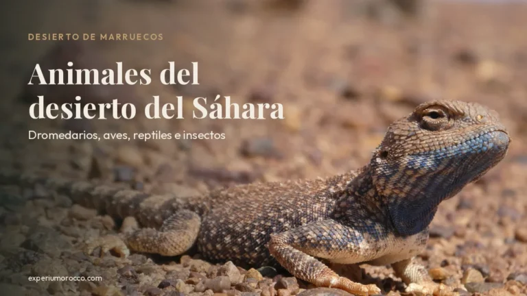 Animales del desierto del Sáhara: lagarto de cabeza azulada sobre la grava