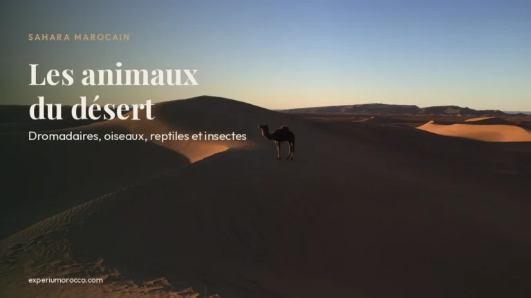 Animaux du désert marocain : dromadaire sur une dune au coucher du soleil