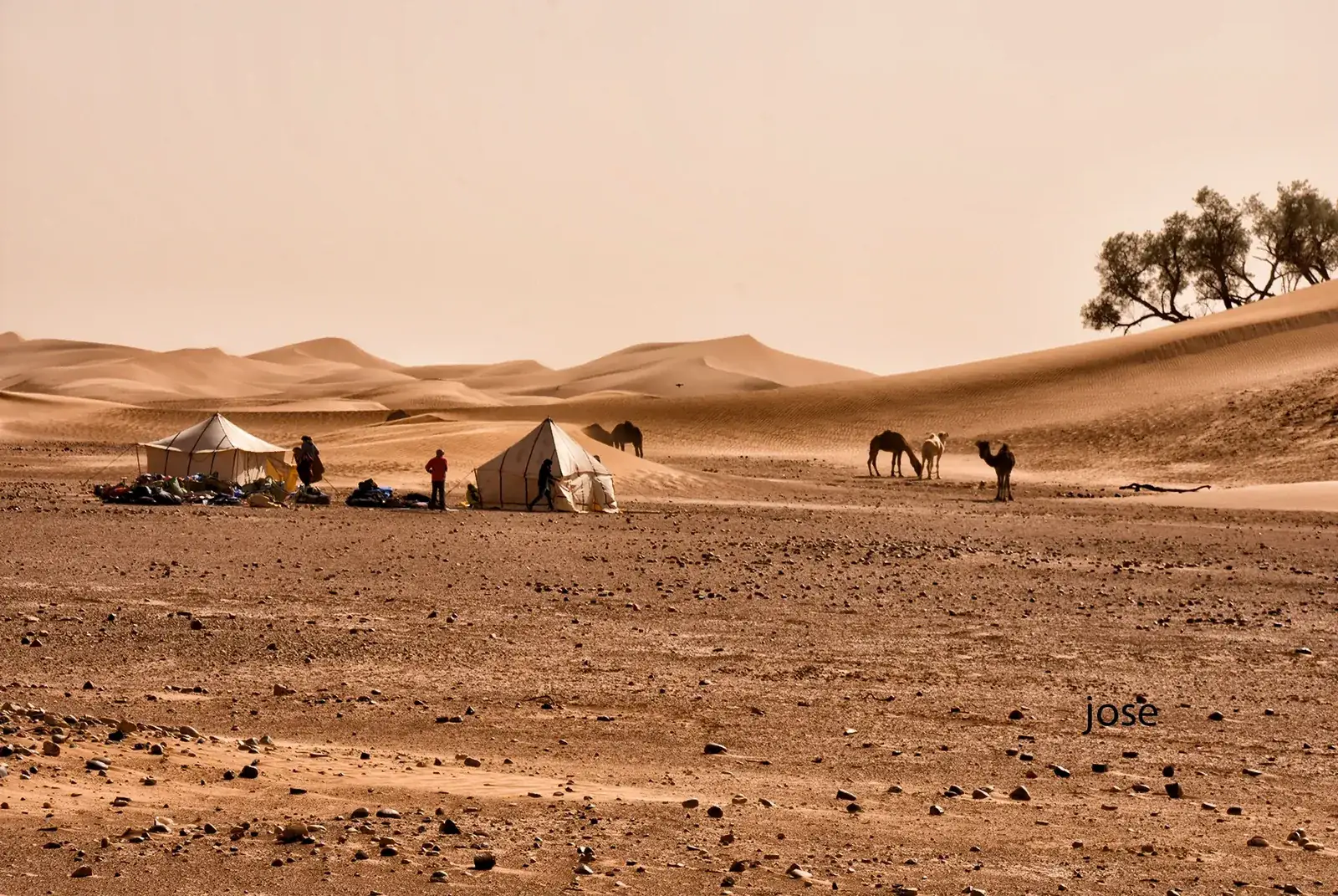 Bivouac avec tentes berbères et dromadaires dans le désert au Maroc