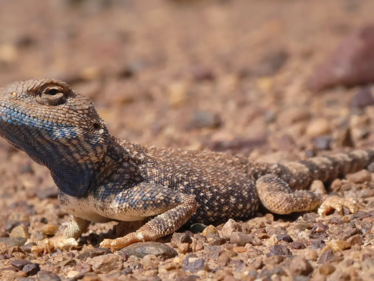 Lizard with a bluish head resting on desert gravel in Morocco