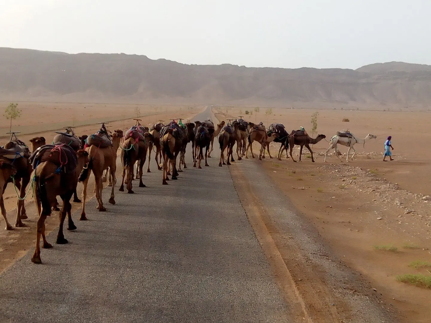 Long camel caravan walking beside a desert road in southern Morocco