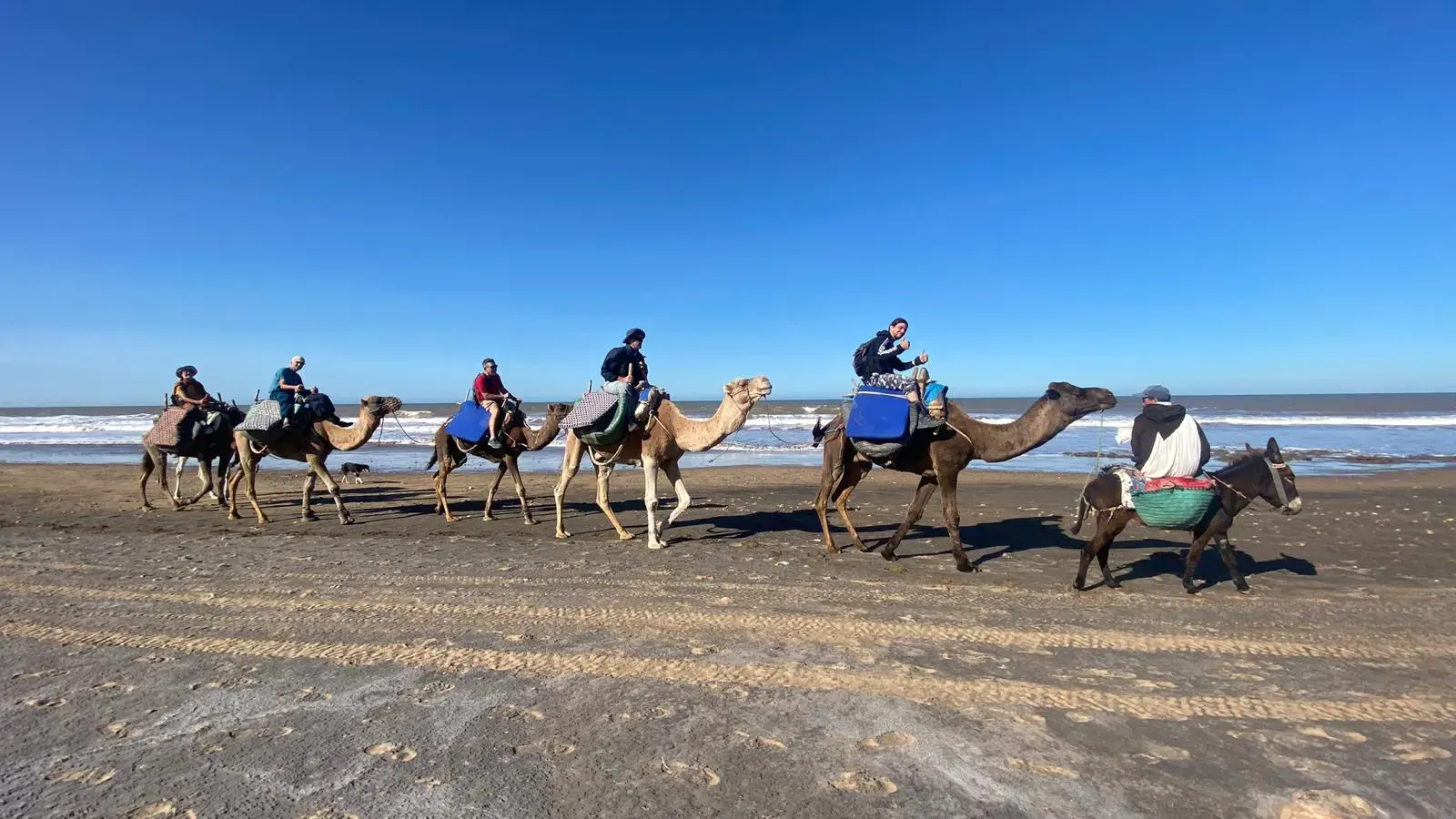 Caravana de camellos cargados con el equipaje caminando por una playa del Atlántico en Marruecos