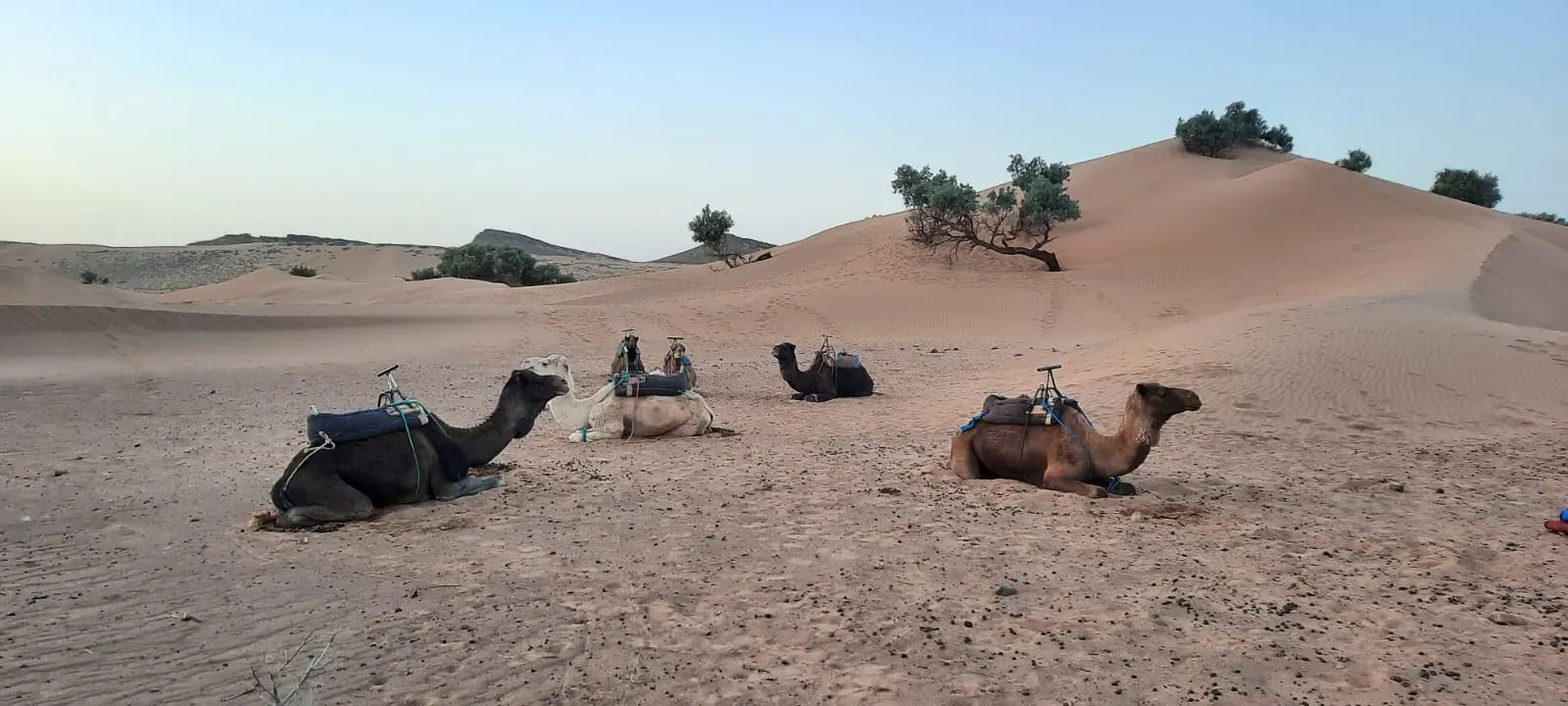 Camels resting at a desert camp in Morocco at the end of the day
