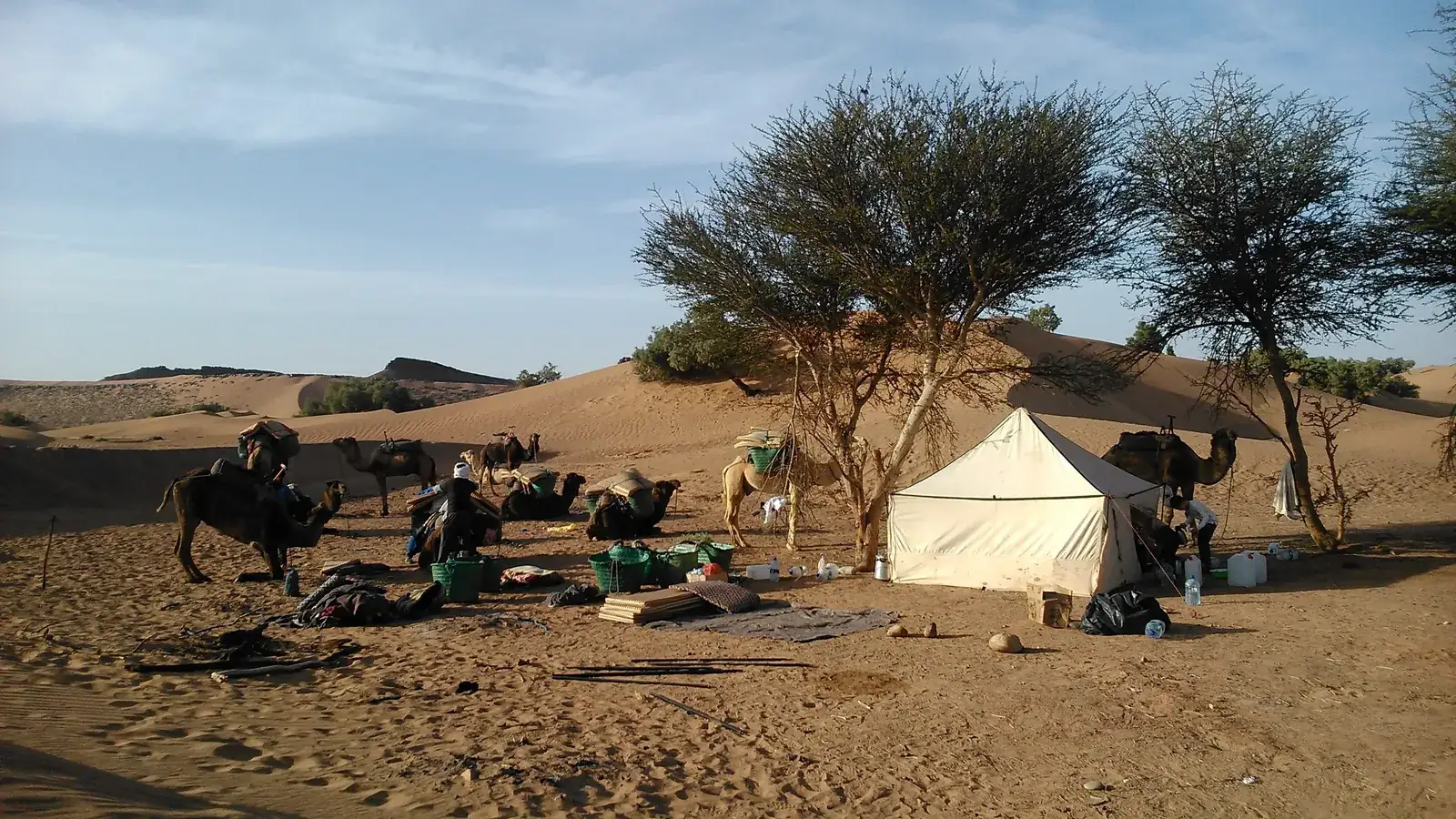 Tente berbère d'un campement dans le désert au Maroc, sous les acacias, avec les dromadaires
