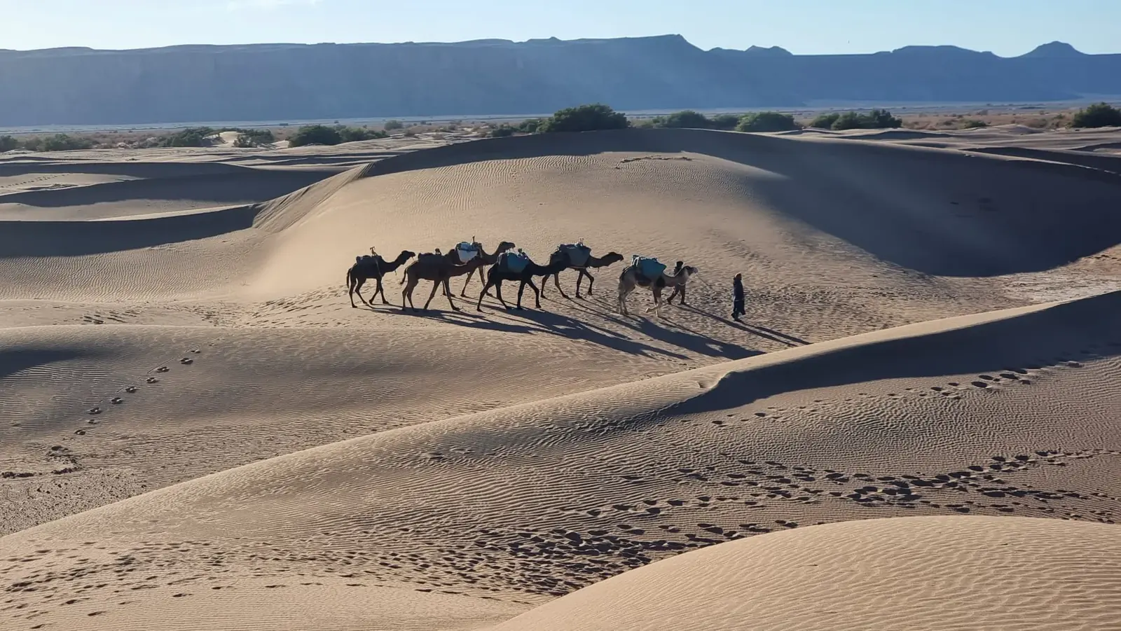 Caravana de dromedarios cruzando las dunas del desierto de Marruecos, con la meseta al fondo
