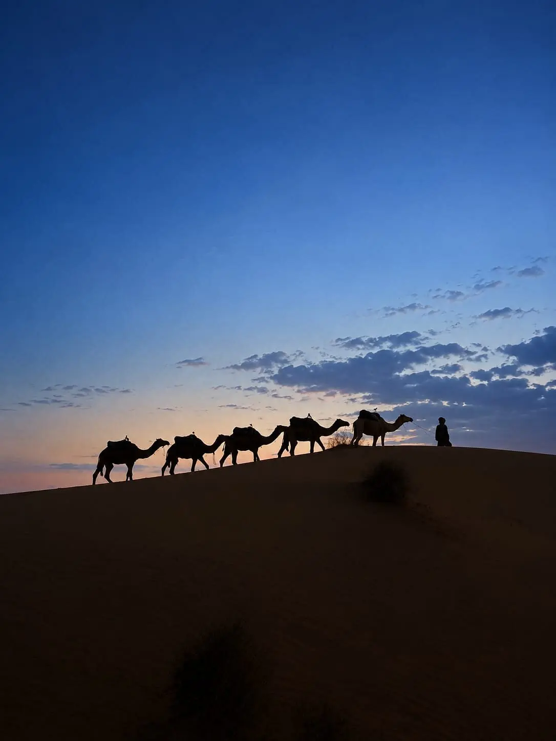 Silhouettes d'une caravane de dromadaires sur une dune au crépuscule