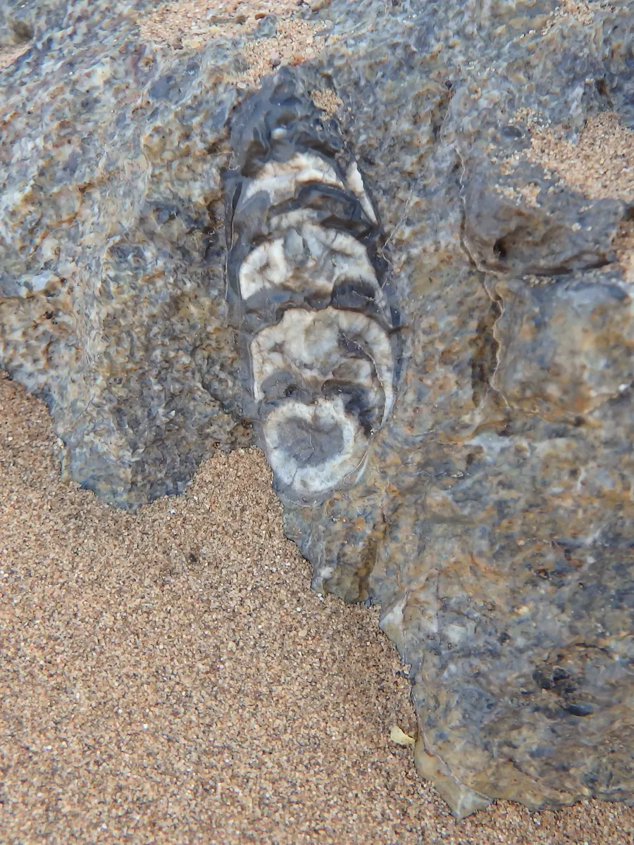 Chambered fossil in a grey rock on the sand of the Moroccan Sahara