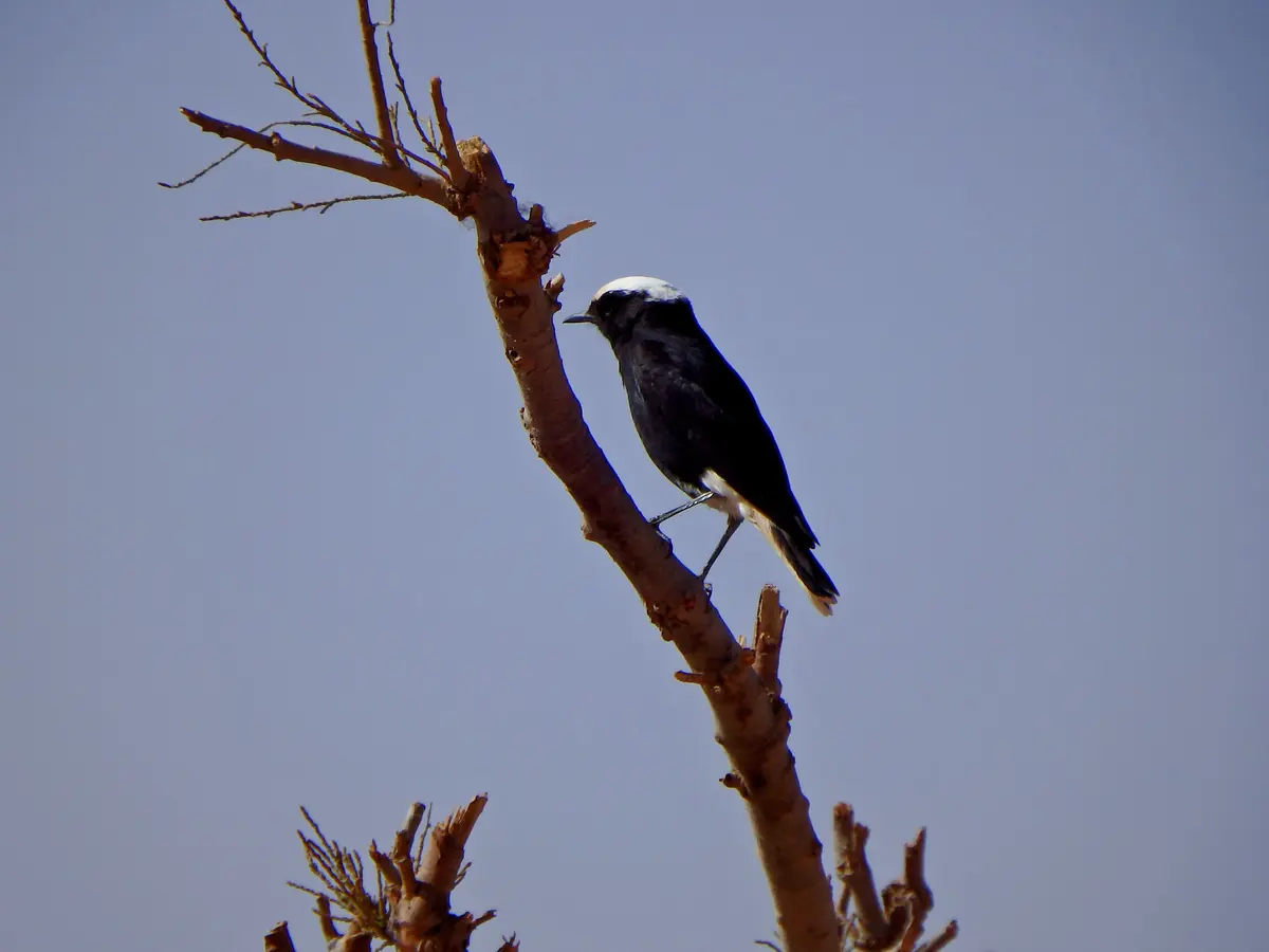 Collalba yebélica (Oenanthe leucopyga) posada en una rama seca en el desierto
