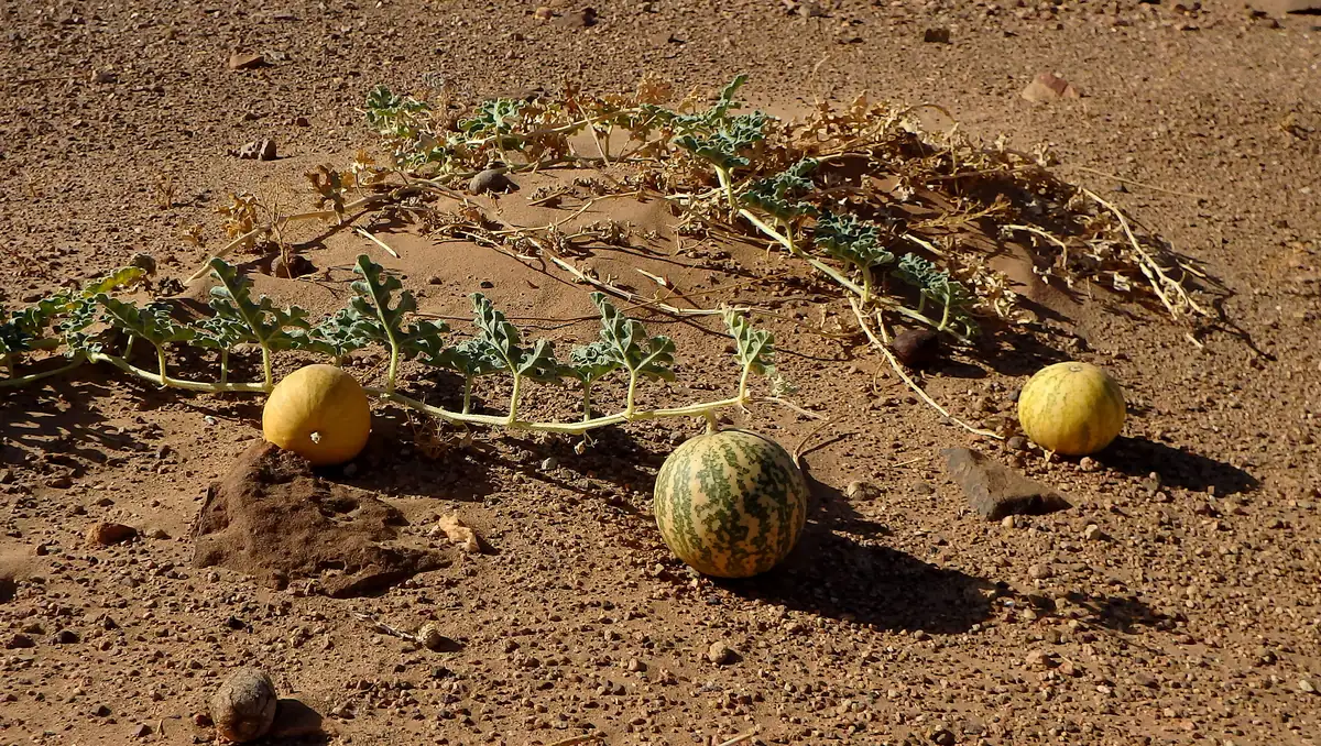 Colocynth plant (Citrullus colocynthis) with round fruits on the desert floor in Morocco