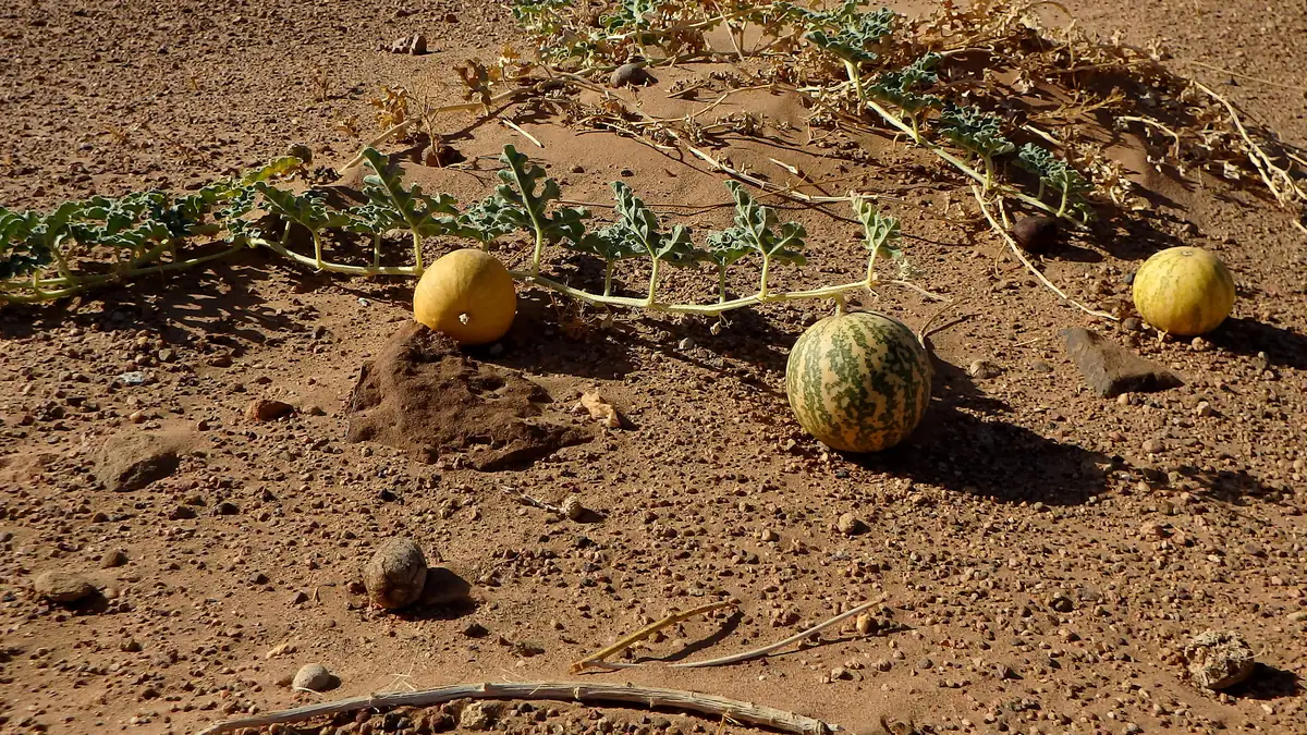 Coloquinte (Citrullus colocynthis) et ses fruits ronds sur le sol du désert au Maroc