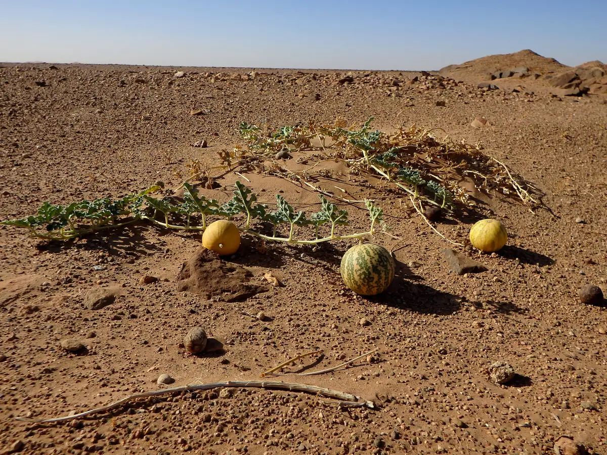 Coloquíntida (Citrullus colocynthis) con sus frutos redondos sobre el suelo del desierto