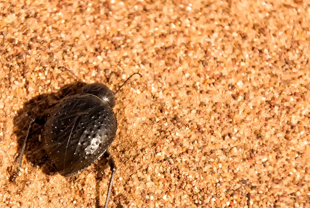 Black darkling beetle walking across the sand of a dune in the Moroccan Sahara