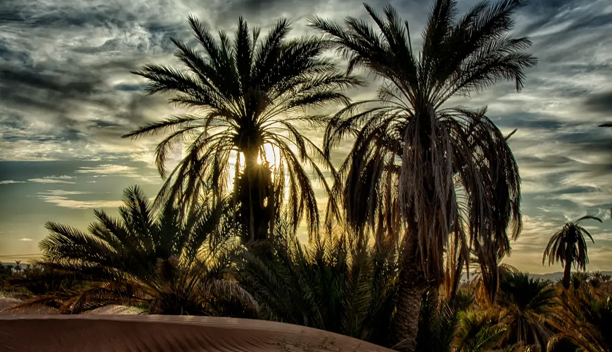 Backlit date palms growing at the foot of a sand dune in Morocco