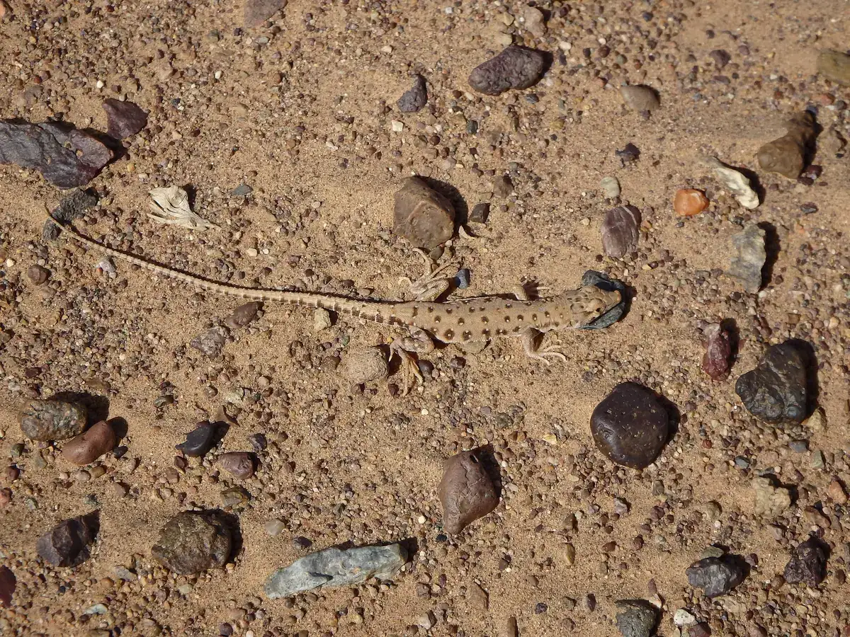 Spotted desert lizard on sand and gravel in the Moroccan Sahara
