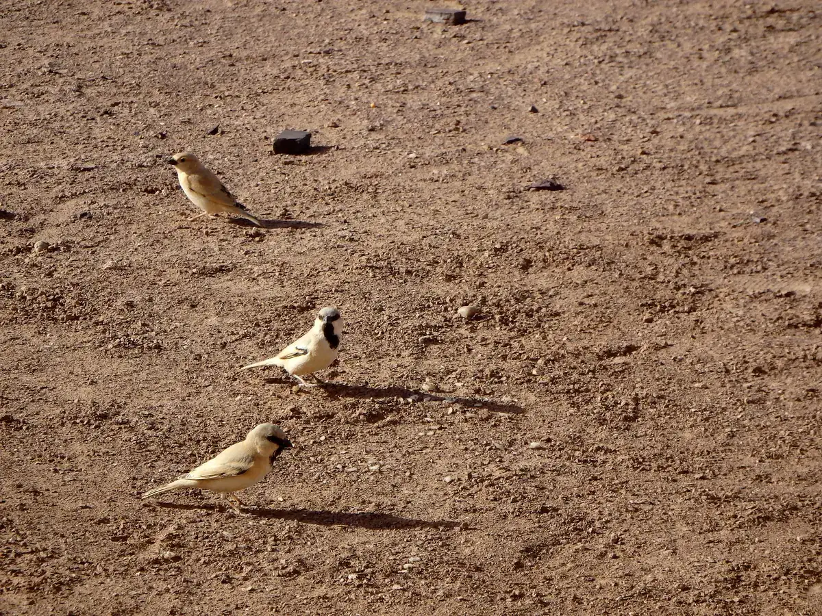 Desert sparrows (Passer simplex), male and females, on desert gravel in Morocco