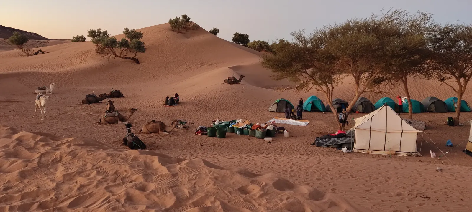 Desert trekking camp in Morocco with tents, a Berber tent and camels among acacia trees