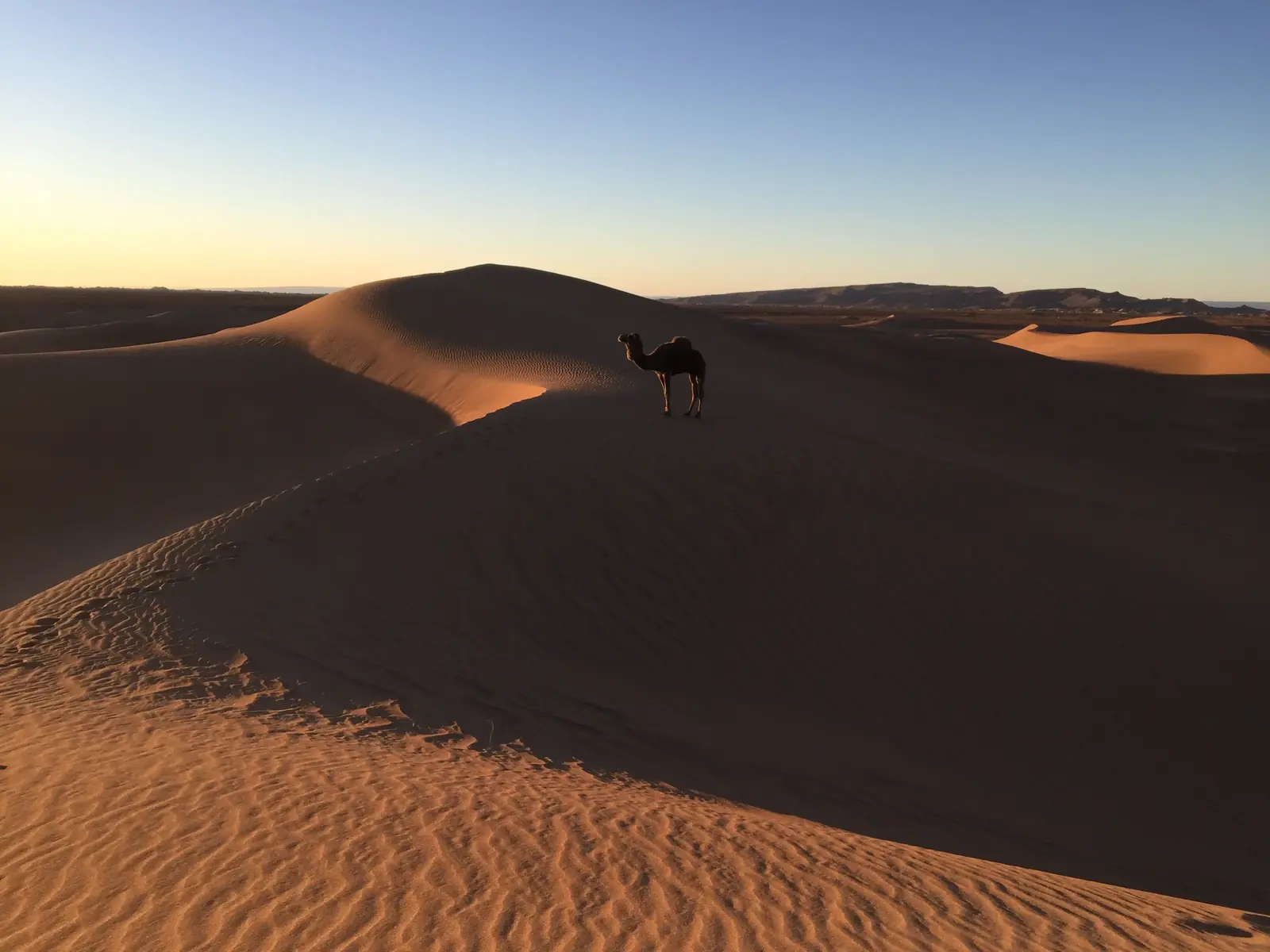 Dromadaire seul sur une crête de dune au coucher du soleil dans le Sahara marocain