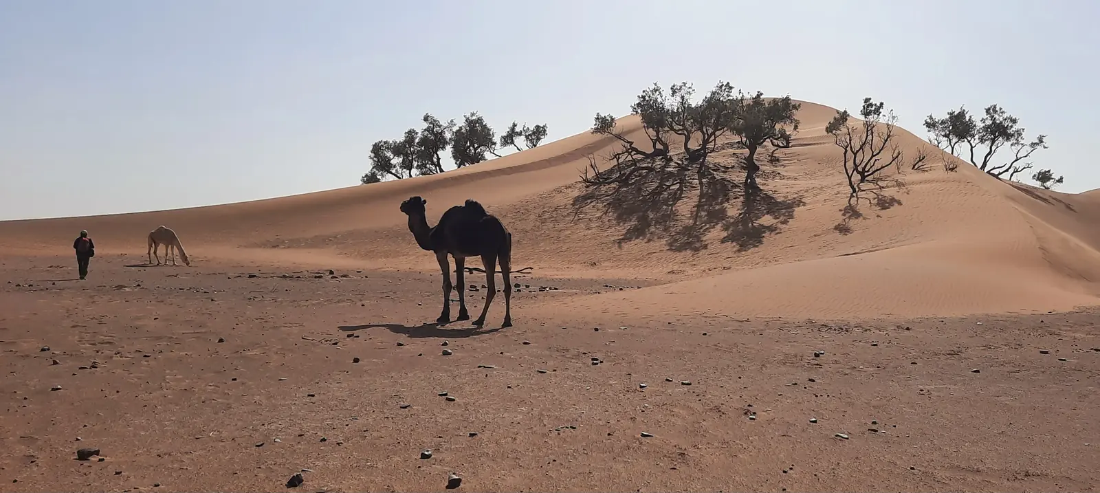 Dromadaire au pied d'une dune boisée dans le désert marocain