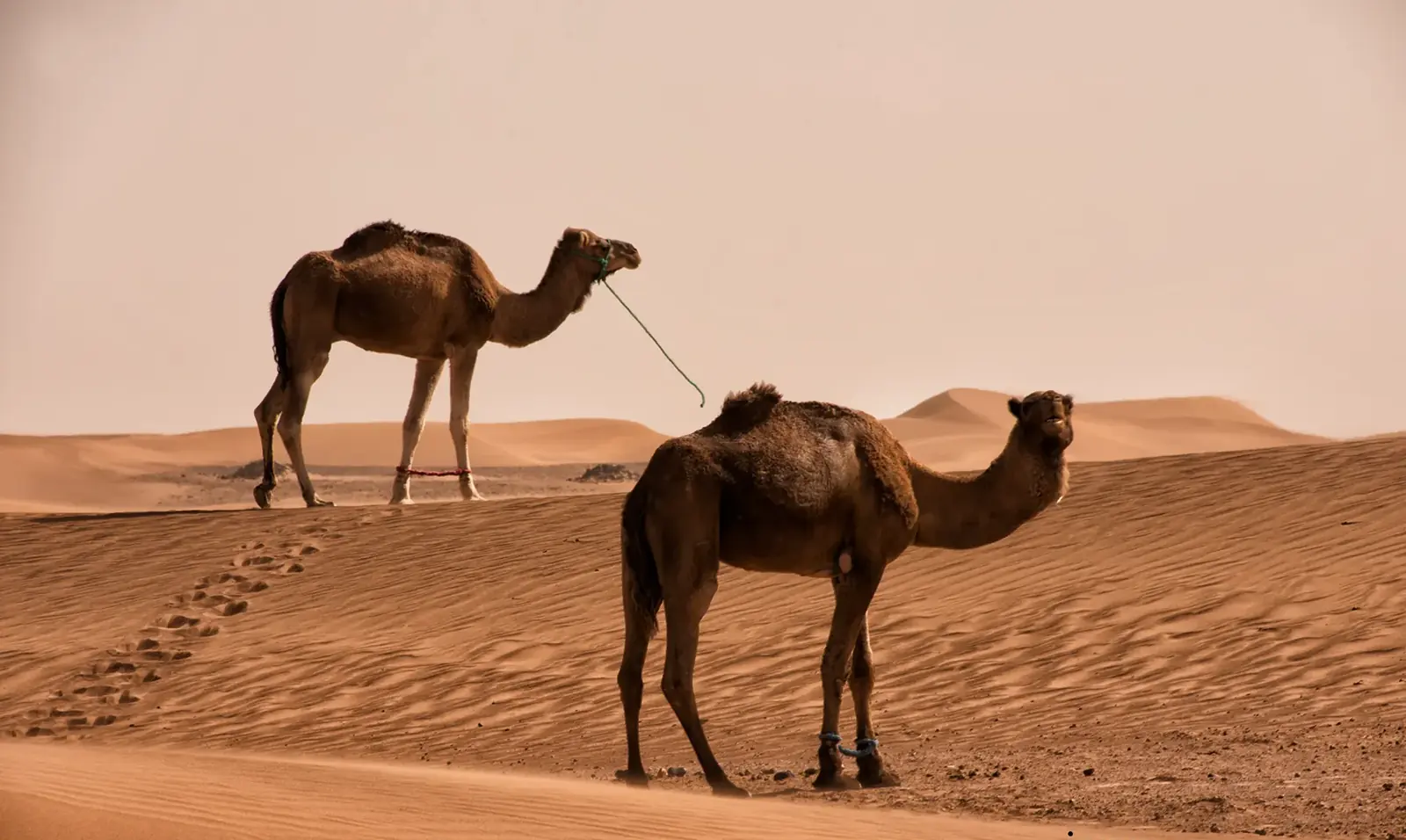 Dos dromedarios sobre las dunas de arena del desierto de Marruecos