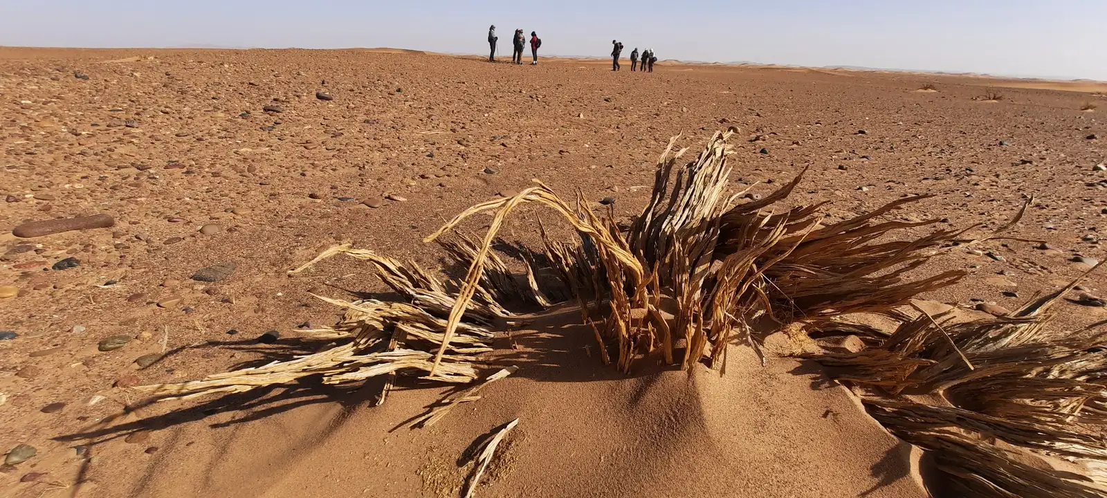 Dry tuft of desert grass on a stony plain with hikers in the distance, Moroccan Sahara