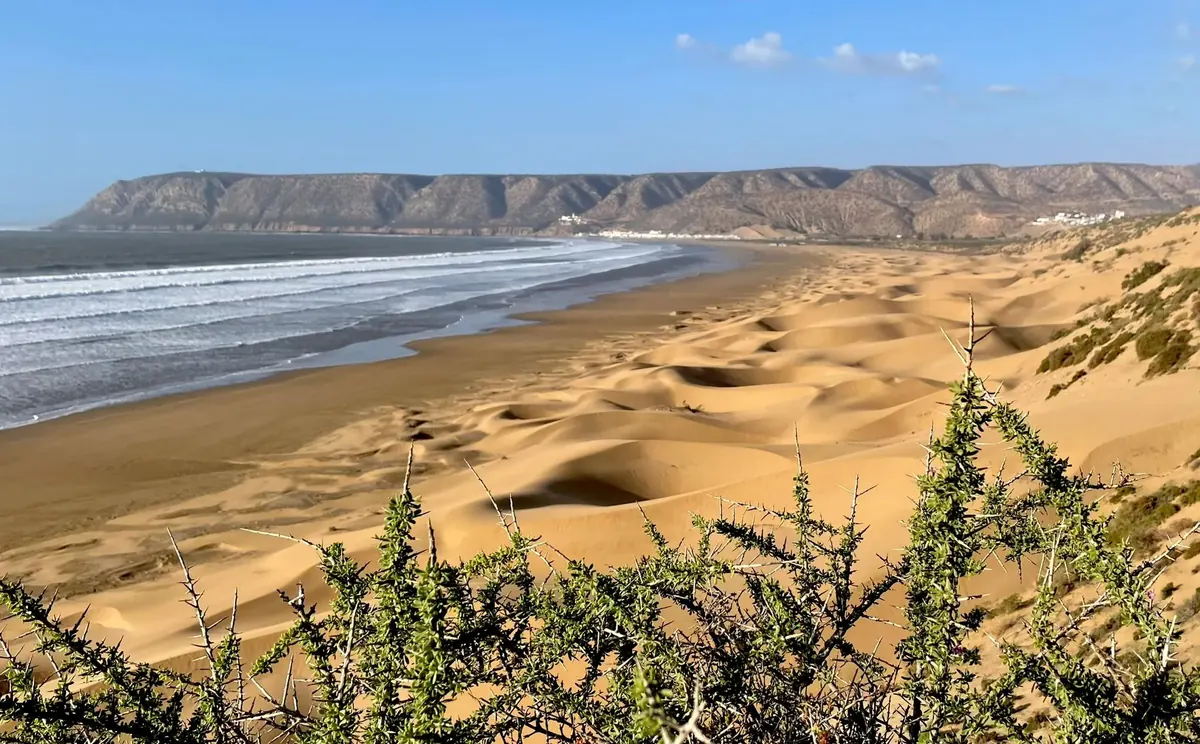 Dunas de arena junto a una playa del Atlántico vistas entre las ramas de un argán, costa de Marruecos