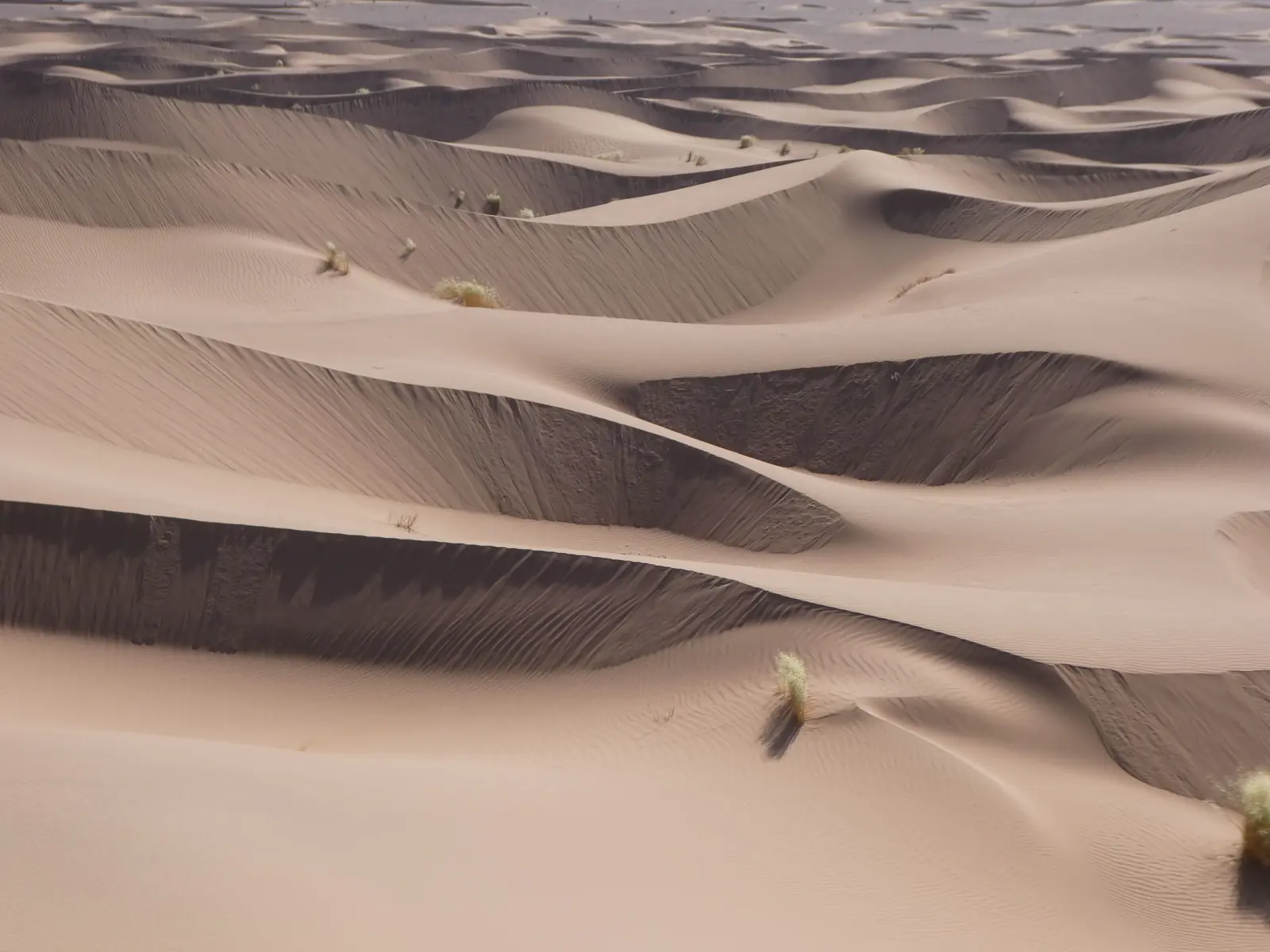 Sea of sand dunes dotted with tufts of desert grass in the Moroccan Sahara
