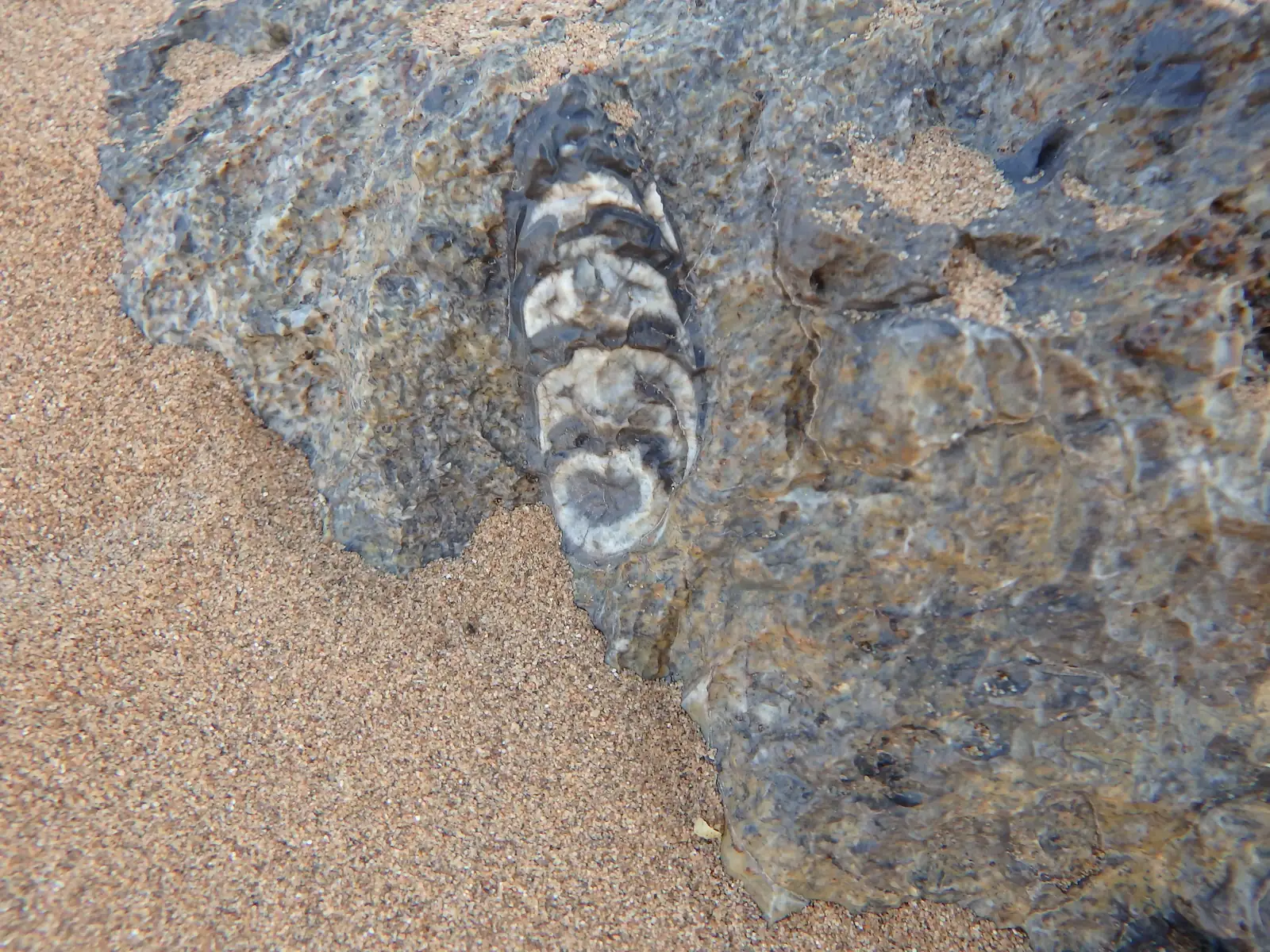 Fossile cloisonné dans une roche grise posée sur le sable du désert marocain