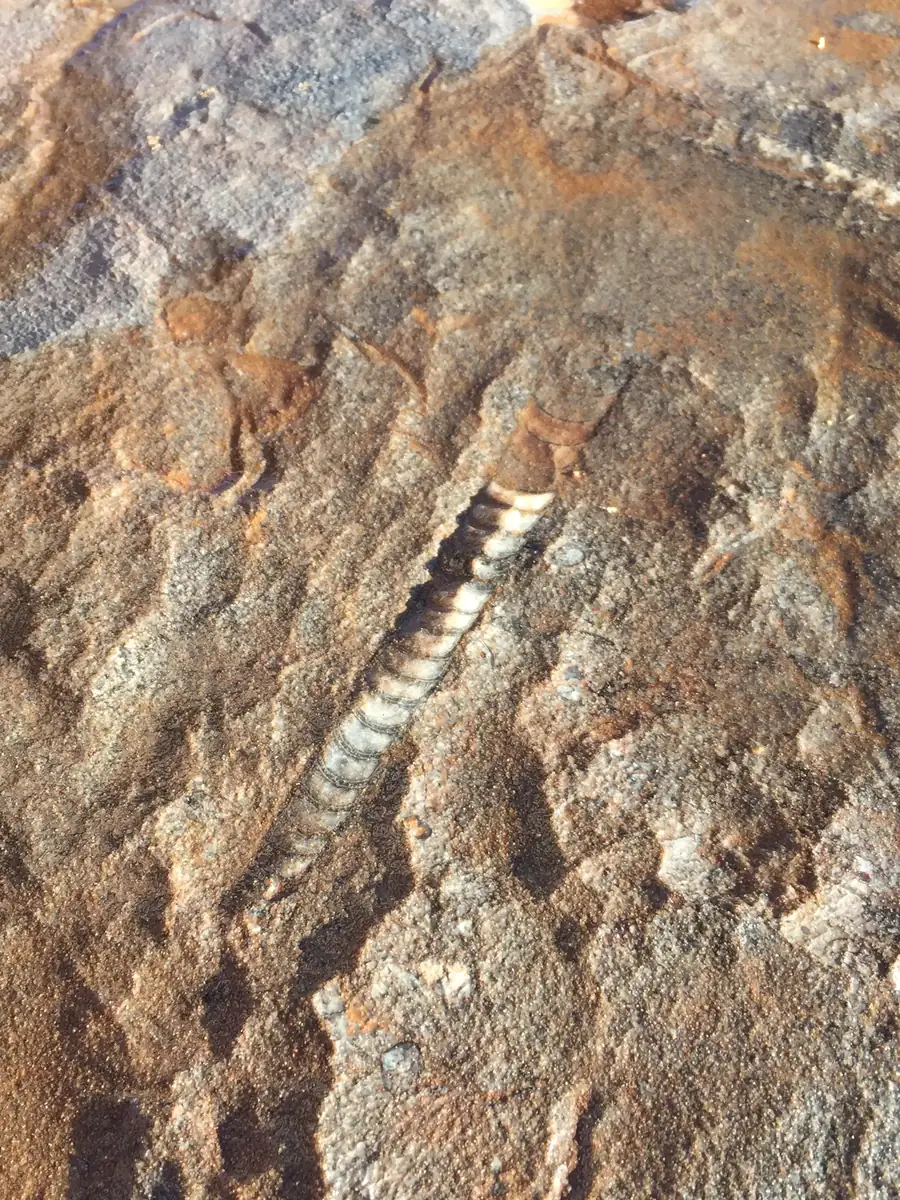 Coquille droite fossilisée à loges dans une roche du sud du Maroc
