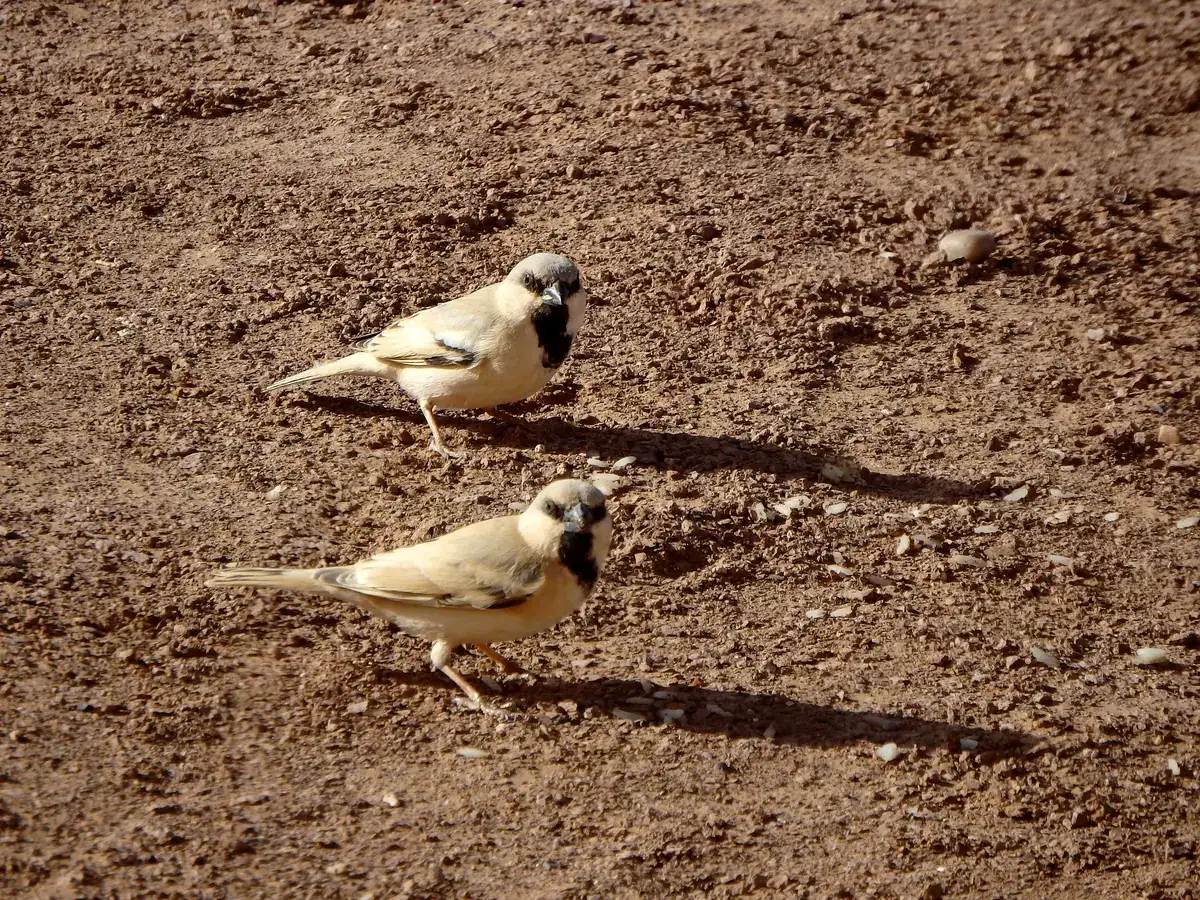 Gorriones saharianos (Passer simplex), macho y hembra, sobre la grava del desierto de Marruecos