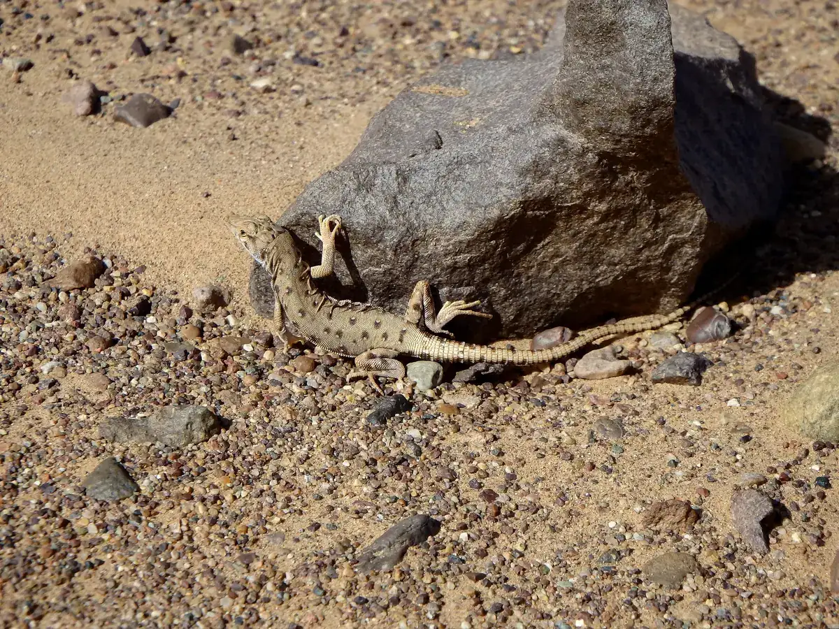 Lagartija del desierto junto a una roca, sobre arena y grava en Marruecos