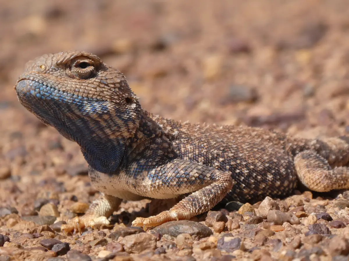 Lagarto de cabeza azulada sobre la grava del desierto de Marruecos