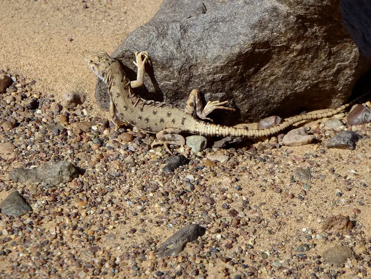Lézard tacheté du désert contre un rocher, sur le sable et le gravier au Maroc