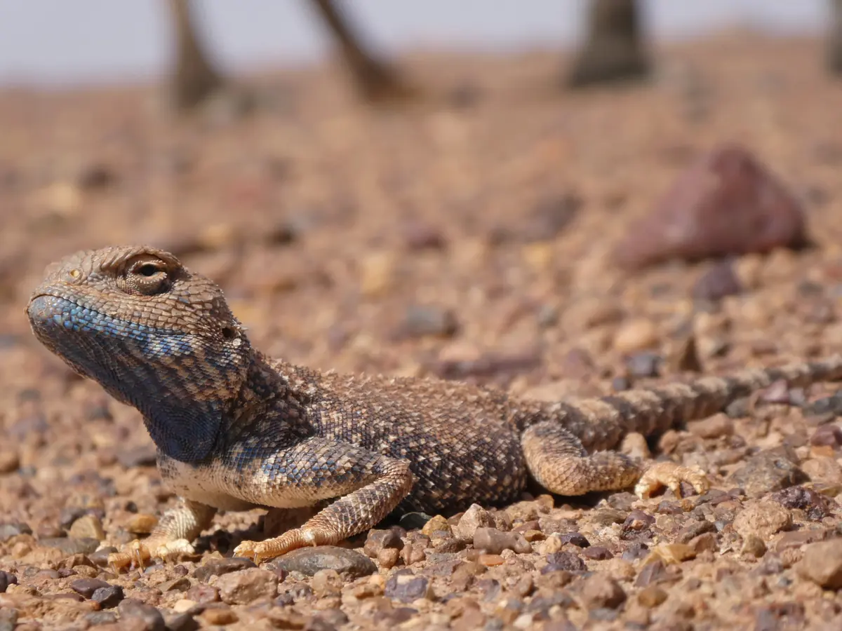 Lézard à tête bleutée posé sur le gravier du désert marocain