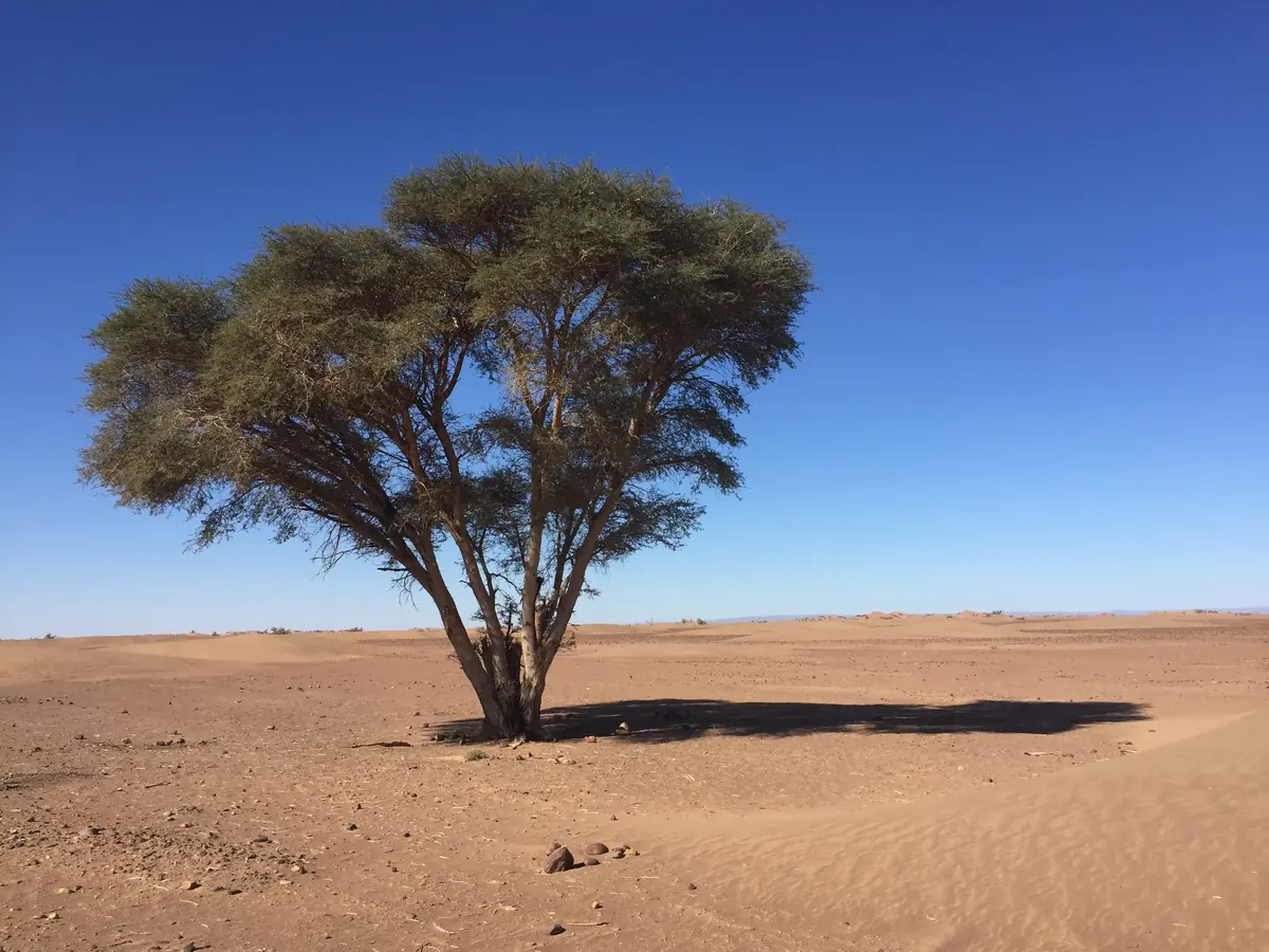 Lone flat-topped acacia tree on a sandy plain in the Moroccan Sahara