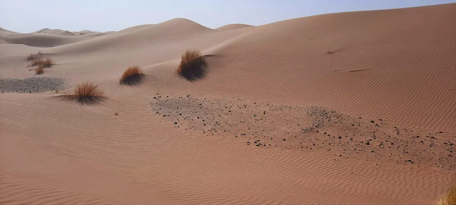 Matas de hierba dispersas sobre las dunas del desierto de Marruecos