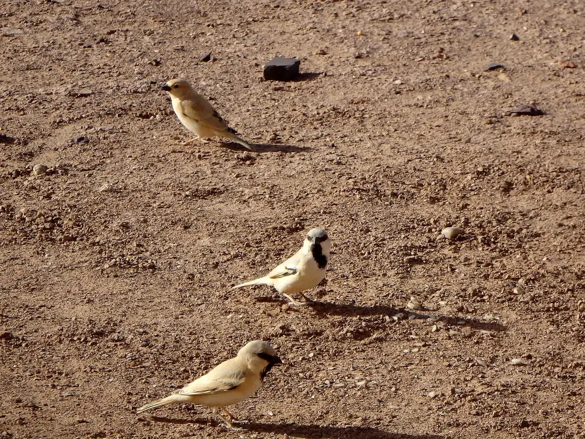 Moineaux blancs (Passer simplex), mâle et femelles, sur le gravier du désert au Maroc
