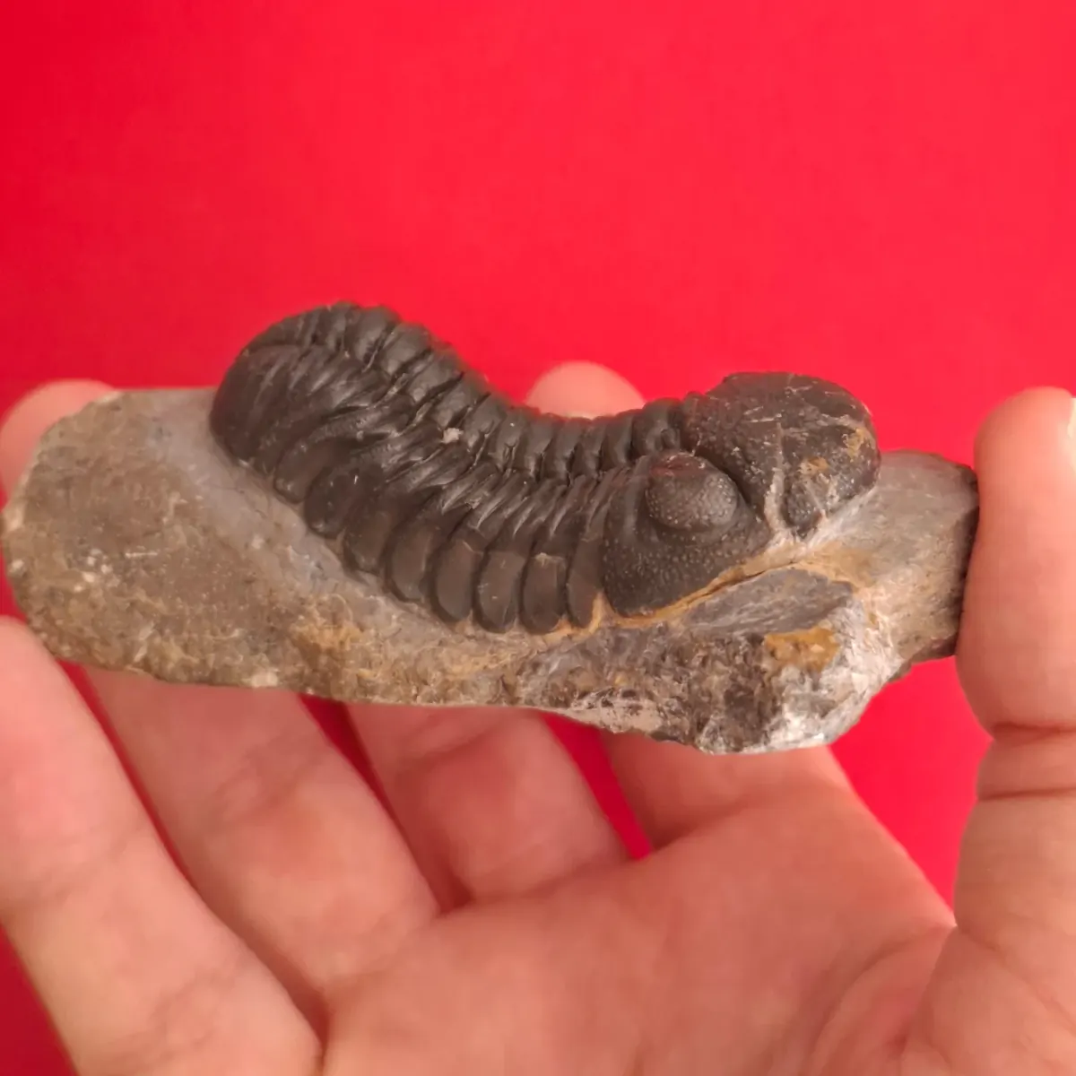 Moroccan trilobite fossil prepared in relief on its rock, held in a hand