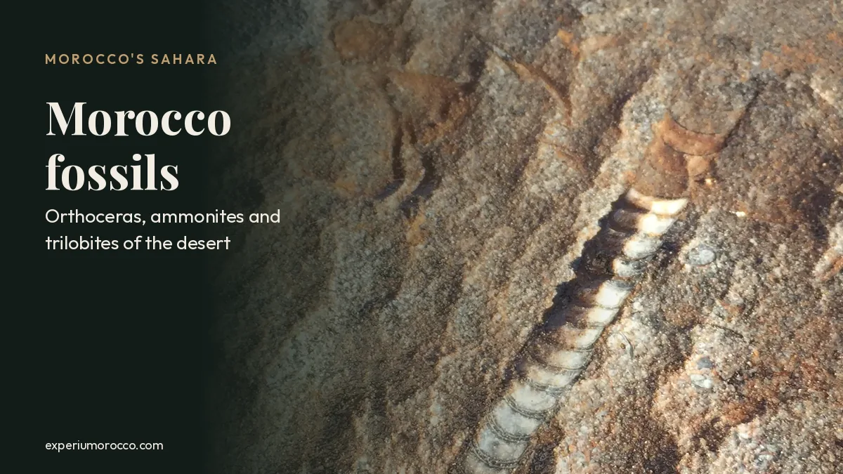Morocco fossils: orthoceras, trilobites and ammonites of the sahara