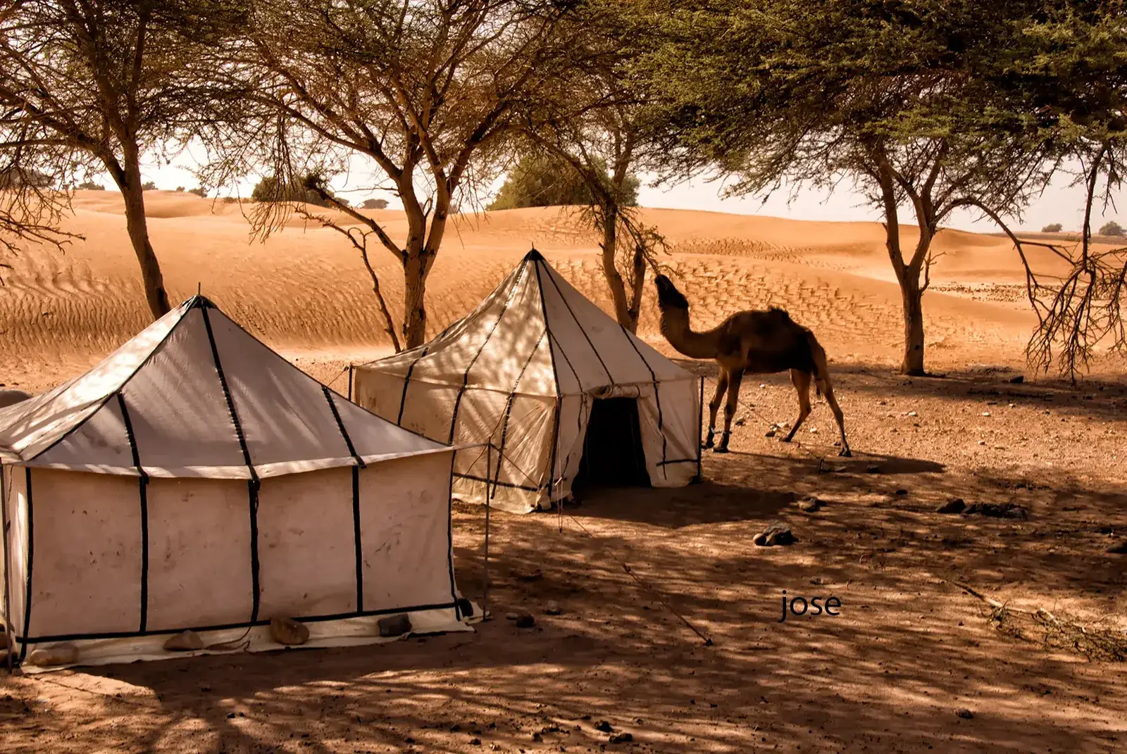 Berber tents in the shade of acacia trees at a desert camp in Morocco, with a camel
