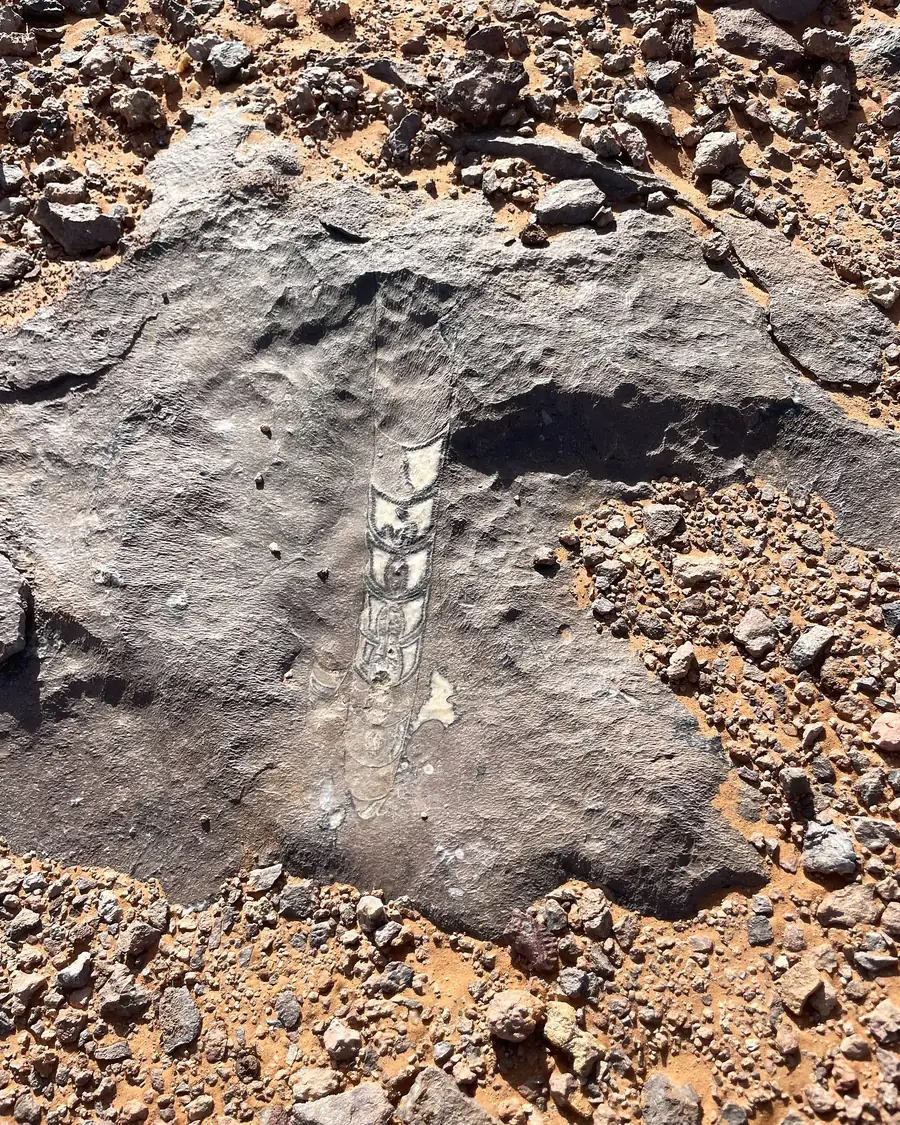 Orthocère fossile aux loges bien visibles dans une roche sombre du désert marocain