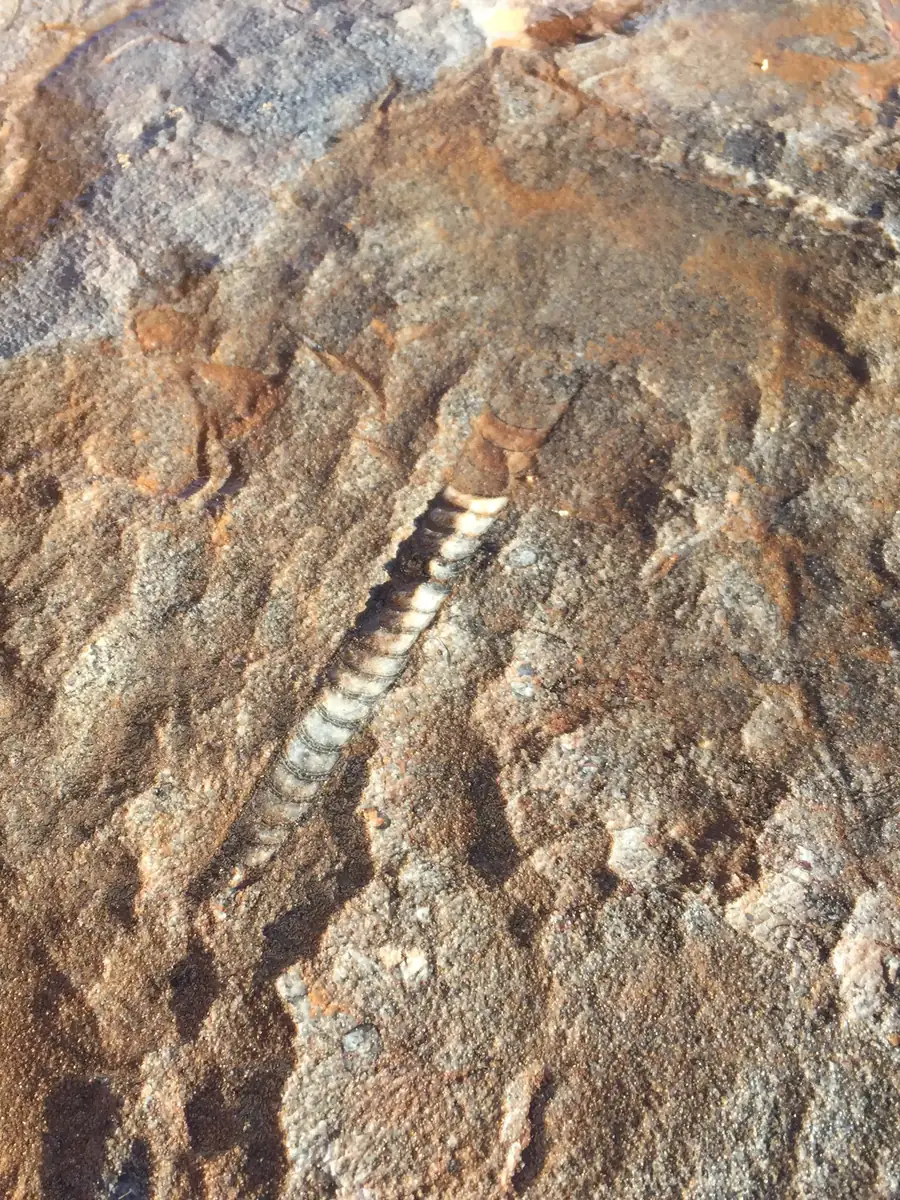 Concha recta fosilizada con cámaras en una roca del sur de Marruecos