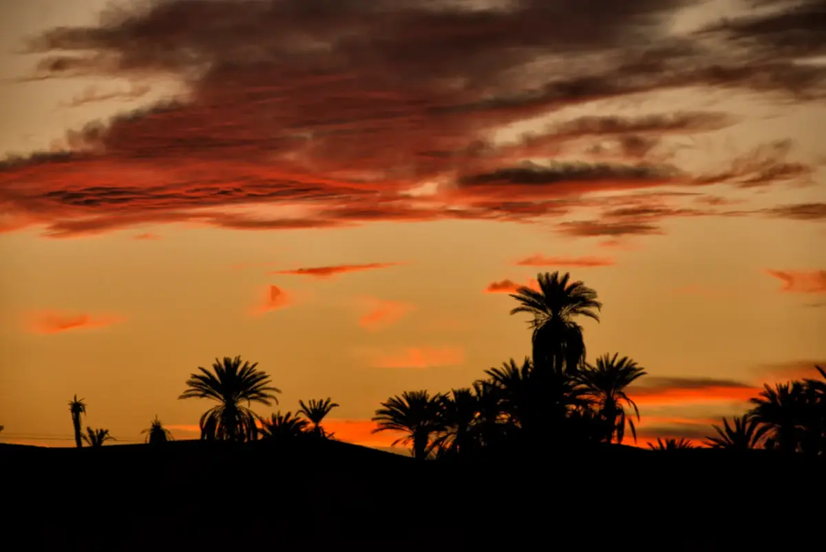 Silhouettes of date palms against a red sunset sky in the Moroccan desert