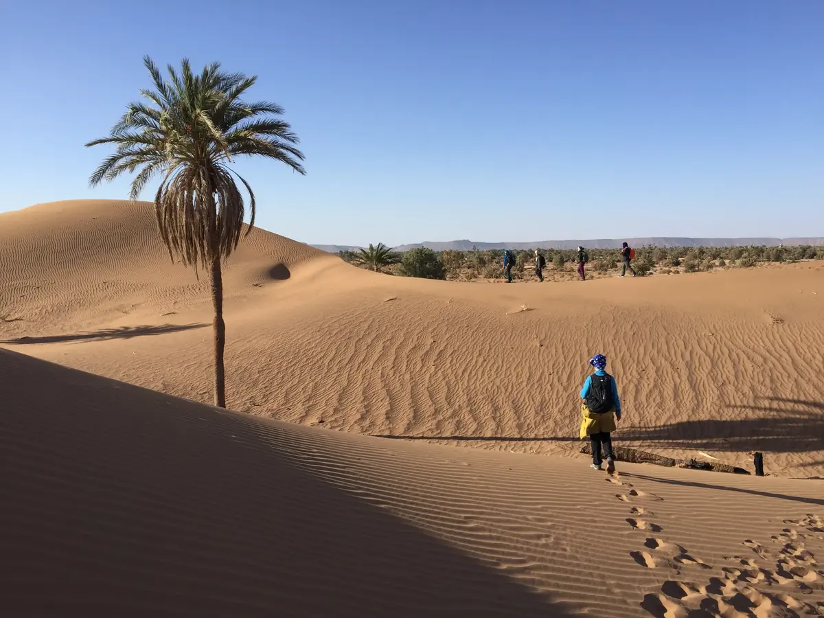 Palmera solitaria en una duna con un grupo de senderistas en el desierto de Marruecos