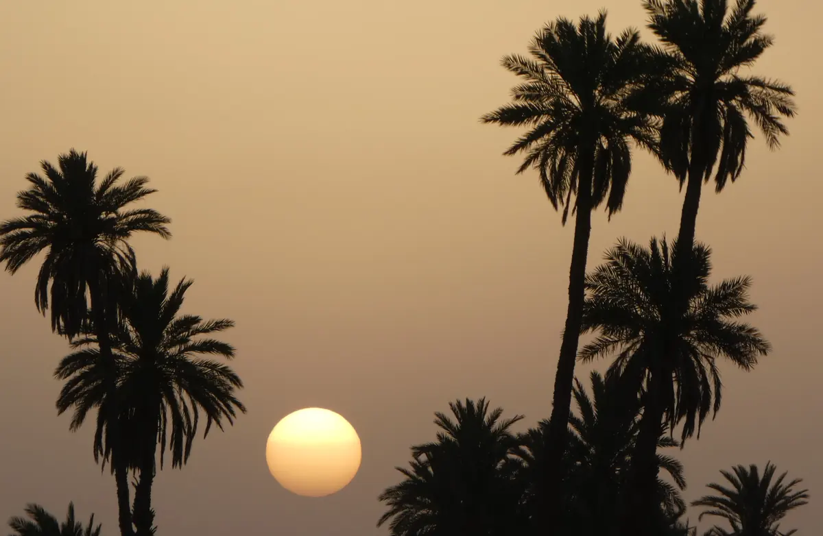 Silhouettes de palmiers d'une palmeraie au coucher du soleil au Maroc